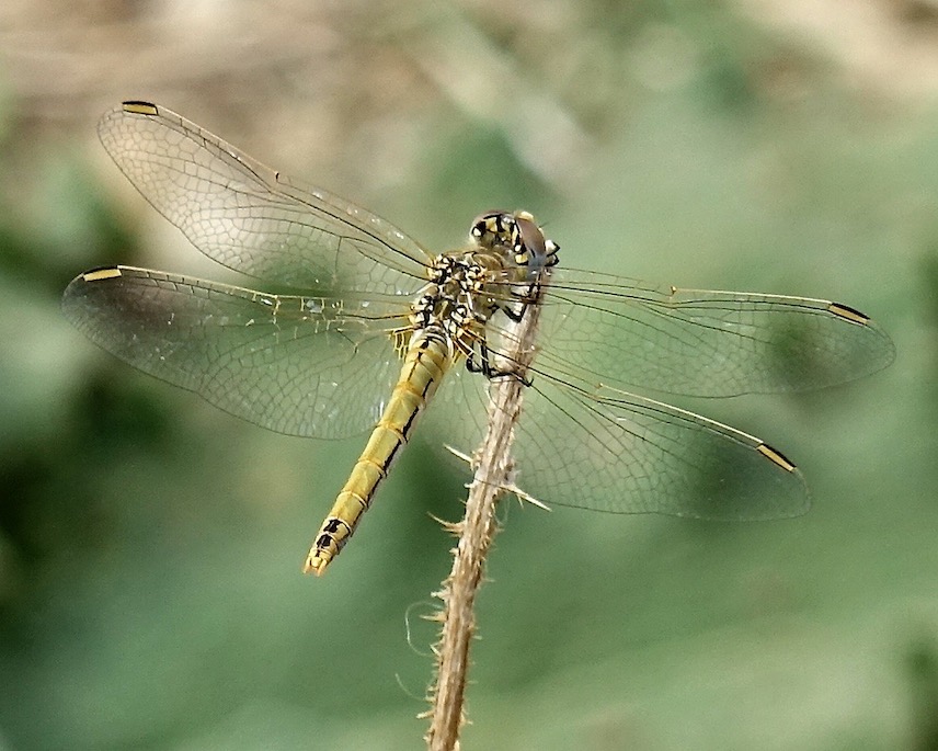 red-veined darter